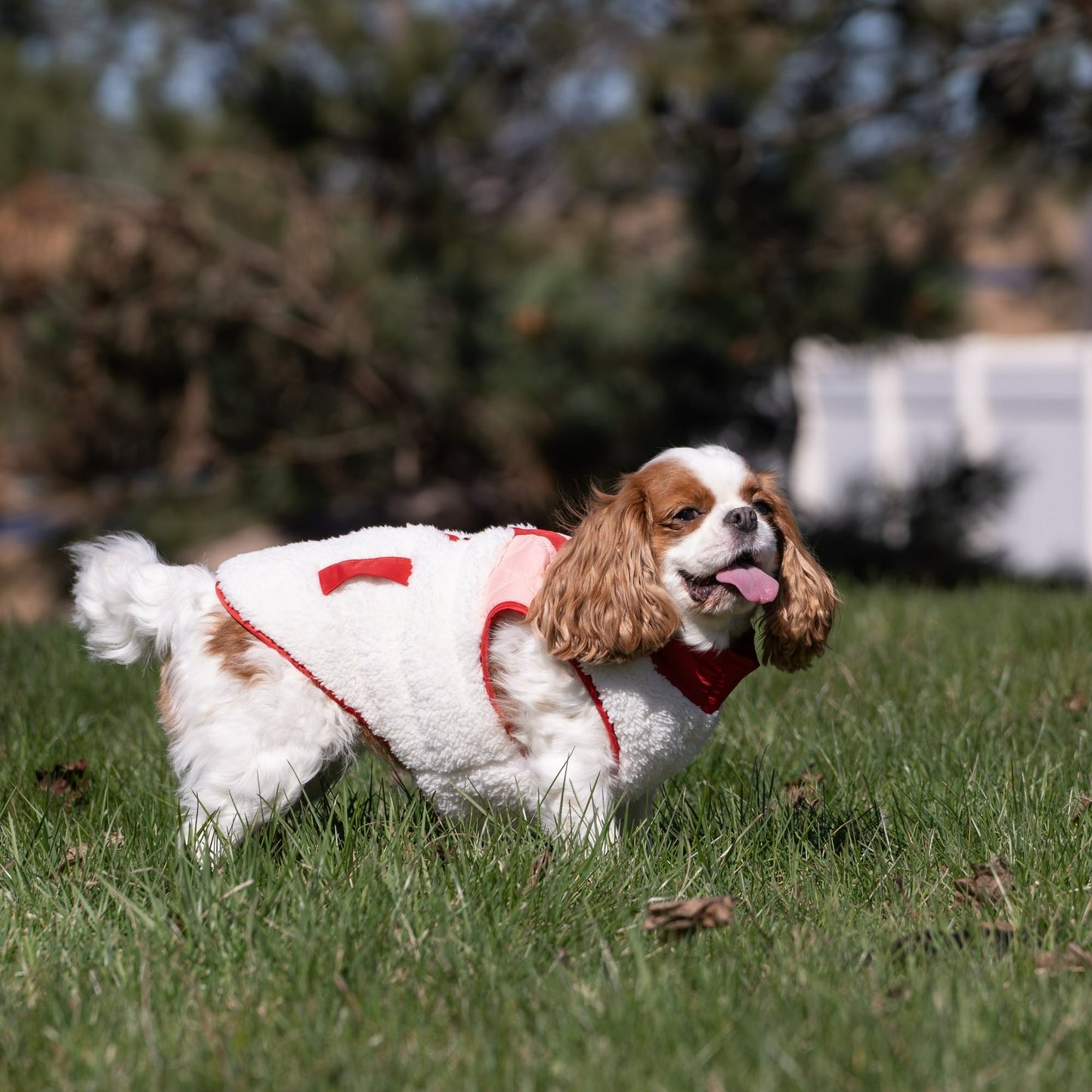 Soft Pet Jacket For Winter