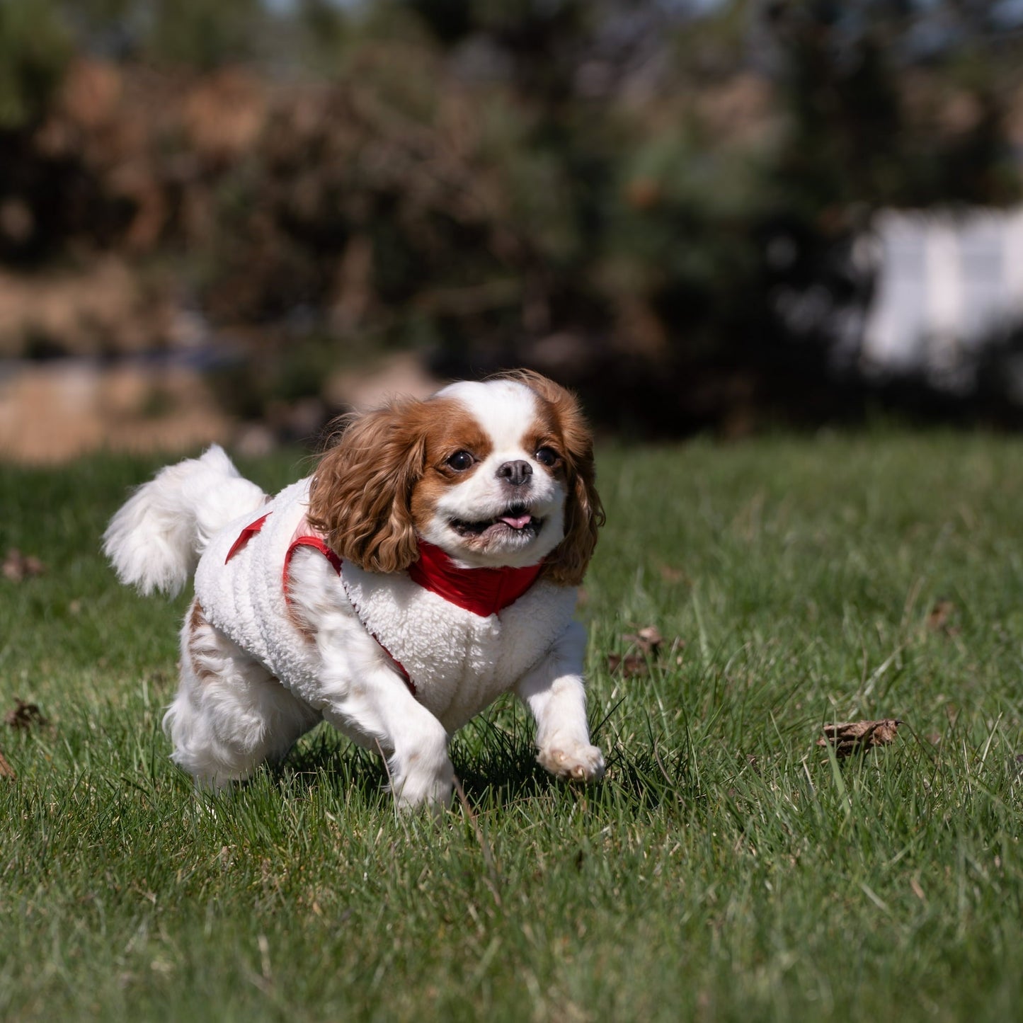 Soft Pet Jacket For Winter