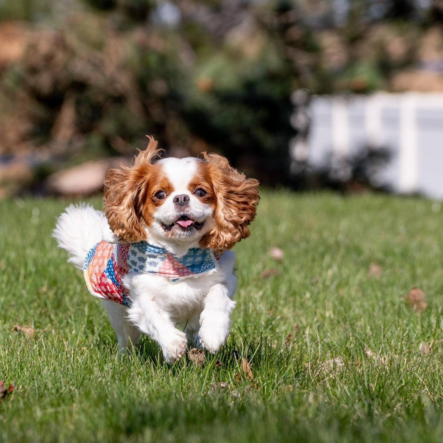 Plaid Quilted  Multi-Color Pet Jacket